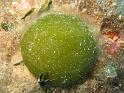algue codium bursa